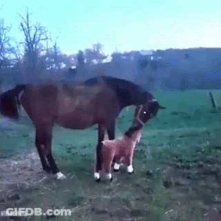A Brown Horse Standing Next To A Brown Foal In A Field GIF