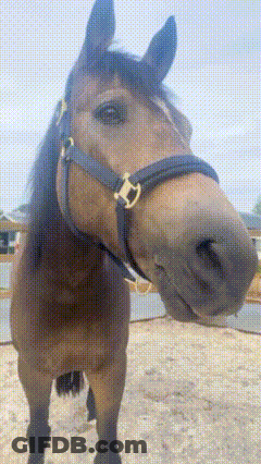 A Brown Horse Wearing A Black Bridle Is Standing In The Dirt And Looking At The Camera . GIF