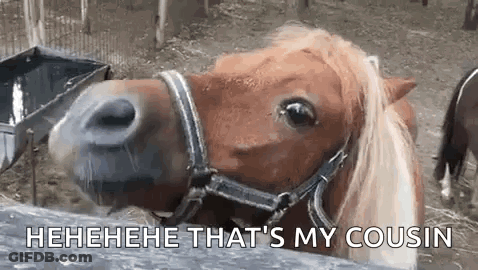 A Brown Horse Wearing A Bridle Is Looking At The Camera While Standing In A Fenced In Area . GIF
