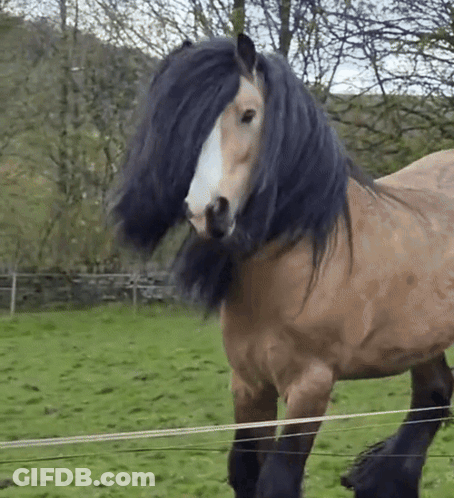 A Brown Horse With A Black Mane Is Standing In A Grassy Field GIF
