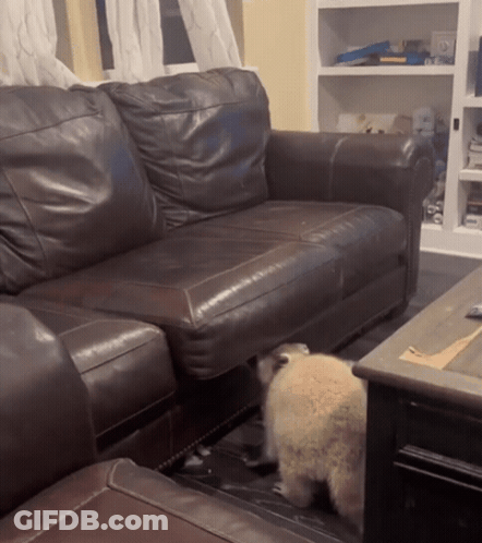 A Brown Leather Couch Is In A Living Room Next To A Coffee Table GIF
