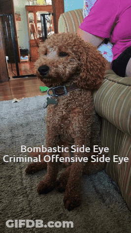 A Brown Poodle Is Sitting On A Couch With A Caption That Says " Bombastic Side Eye Criminal Offensive Side Eye " GIF