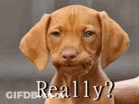 A Brown Puppy Is Being Held By A Person And Is Making A Funny Face And Asking , `` Really ? '' GIF