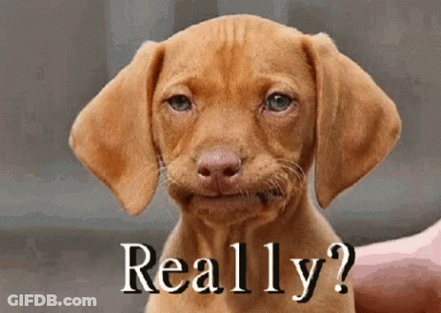 A Brown Puppy Is Being Held In Someone 'S Hand With The Words " Really " Written Below It GIF