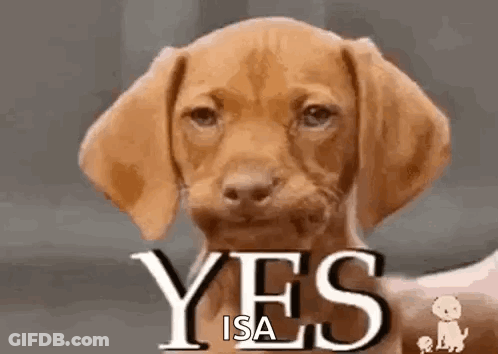 A Brown Puppy Is Looking At The Camera And Says Yes . GIF