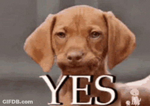 A Brown Puppy Is Looking At The Camera With The Word Yes Written On It . GIF