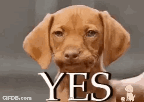 A Brown Puppy Is Looking At The Camera With The Word Yes Written On Its Face . GIF