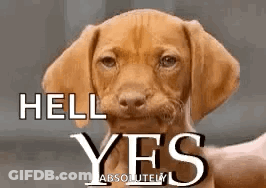 A Brown Puppy Is Looking At The Camera With The Words `` Hell Yes '' Written On It . GIF