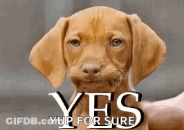A Brown Puppy Is Looking At The Camera With The Words Yes Yup For Sure Written Above It . GIF