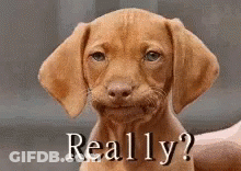 A Brown Puppy Is Making A Funny Face With The Words `` Really ? '' Written Above It . GIF