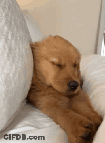 A Brown Puppy Is Sleeping On A Bed With Its Eyes Closed GIF