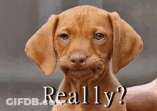 A Brown Puppy With A Funny Face And The Words Really On It GIF