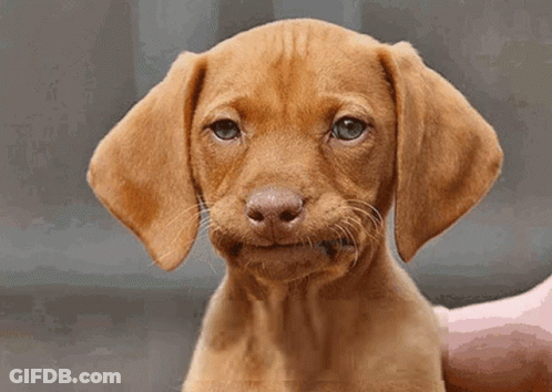 A Brown Puppy With A Funny Face Is Being Held By Someone GIF