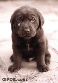 A Brown Puppy With A Tear In Its Eye GIF