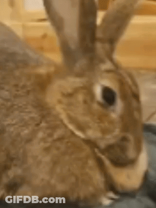 A Brown Rabbit Is Laying On A Blue Blanket On A Bed . GIF
