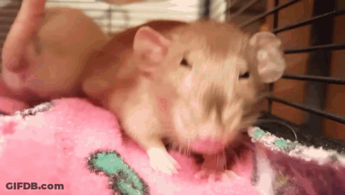 A Brown Rat Is Laying On A Pink Blanket In A Cage . GIF