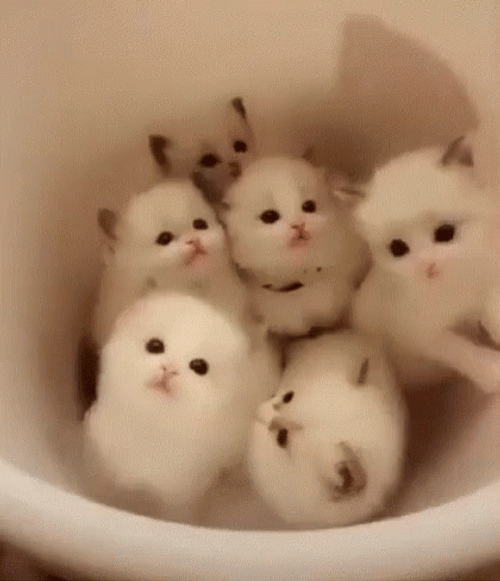 A Bucket Of Cute Kittens GIF