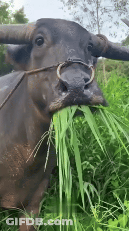 A Buffalo With A Ring Around Its Nose Is Eating Grass GIF