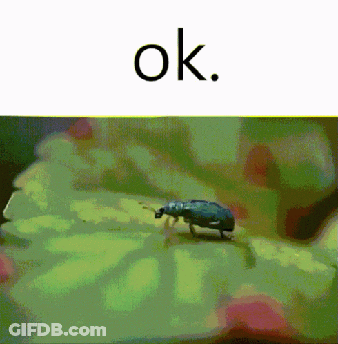 A Bug Is Crawling On A Green Leaf With The Word Ok Above It GIF