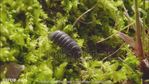 A Bug Is Crawling On A Mossy Surface With The Words Created Using The Crazy Video Maker 2 Application At The Bottom GIF
