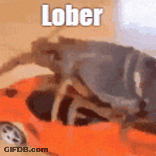 A Bug Is Sitting In A Toy Car With The Word Lober Written On It . GIF