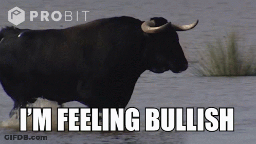 A Bull In The Water With The Words I 'M Feeling Bullish GIF