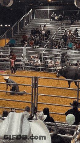A Bull Is Being Slaughtered At A Rodeo While People Watch GIF