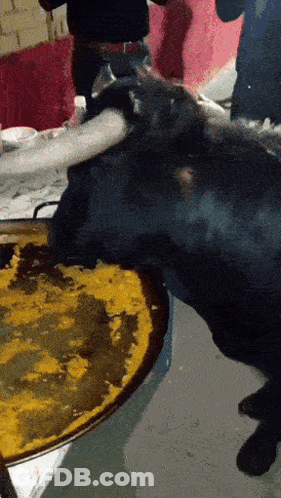 A Bull Is Eating A Piece Of Food From A Plate GIF