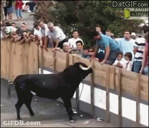 A Bull Is Standing Behind A Wooden Fence With A Crowd Behind It And The Website Datgif.com Visible GIF