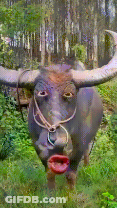 A Bull With A Bridle Around Its Neck Has A Big Red Lip GIF