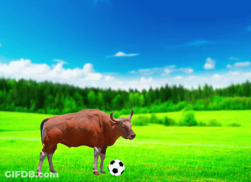 A Bull With A Soccer Ball In Its Mouth GIF