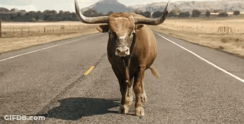 A Bull With Long Horns Is Standing On The Side Of The Road GIF