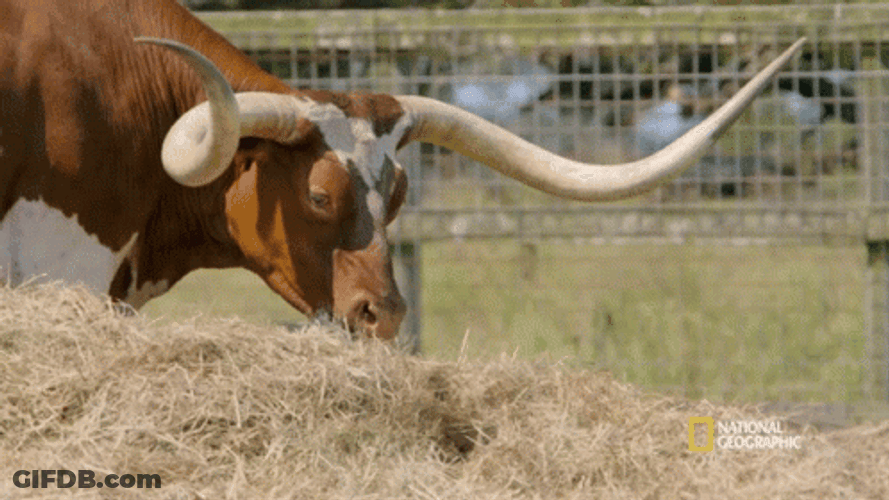 A Bull With Long Horns GIF