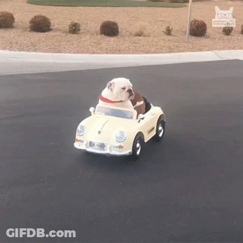 A Bulldog Is Driving A Toy Car With A License Plate That Says Aa Collective On It GIF