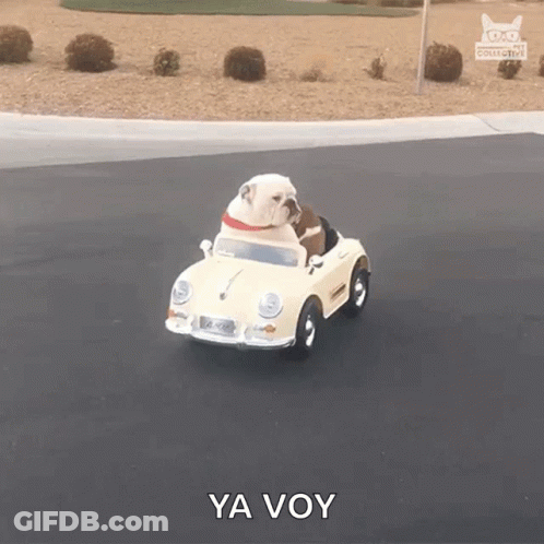 A Bulldog Is Driving A Toy Car With Ya Voy Written On The Side GIF