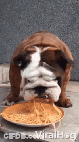 A Bulldog Is Eating Noodles From A Plate . GIF