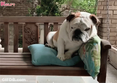 A Bulldog Is Laying On A Pillow On A Wooden Swing . GIF