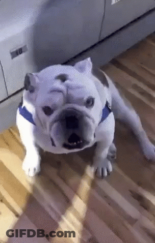 A Bulldog Is Laying On A Wooden Floor In Front Of A Printer With The Number 18 On It GIF