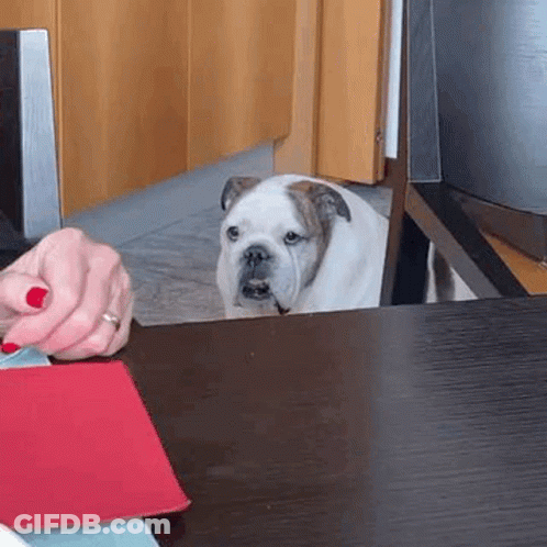 A Bulldog Is Sitting At A Table Looking At A Person 'S Hand . GIF