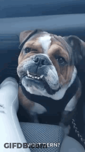 A Bulldog Is Sitting In The Back Seat Of A Car Looking At The Camera . GIF