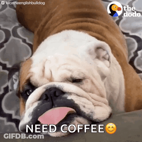 A Bulldog Laying On A Couch With Its Tongue Hanging Out And The Words Need Coffee Below It GIF
