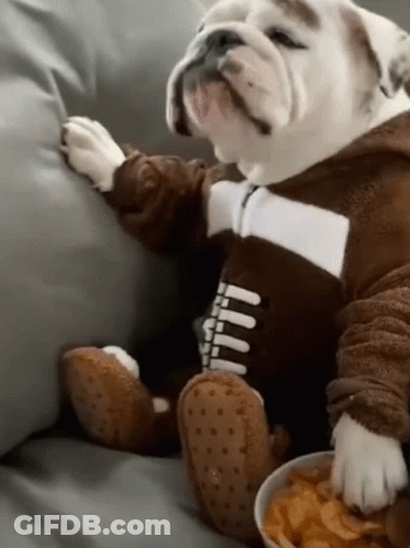 A Bulldog Wearing A Football Outfit Is Sitting On A Couch Next To A Bowl Of Food GIF