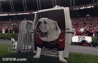 A Bulldog Wearing A Red And Black Jersey Is Standing In A Cage On A Football Field . GIF