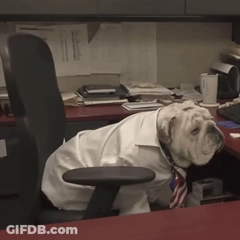 A Bulldog Wearing A White Shirt And Tie Is Sitting On A Desk GIF