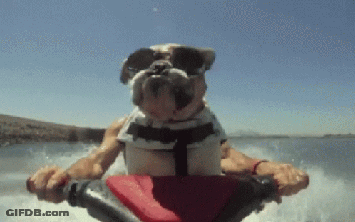 A Bulldog Wearing Sunglasses And A Life Vest Is Riding A Jet Ski GIF