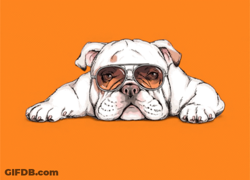 A Bulldog Wearing Sunglasses And The Words Cool & Lazy GIF