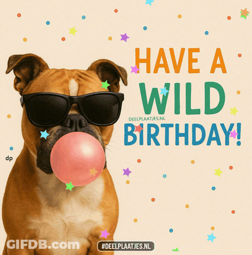 A Bulldog Wearing Sunglasses Blowing A Pink Bubble With The Words Have A Wild Birthday GIF