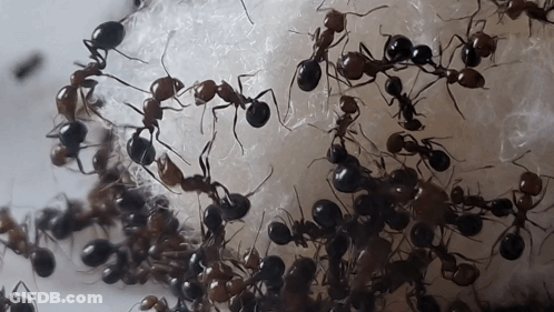 A Bunch Of Ants Are Crawling On A Piece Of Paper GIF