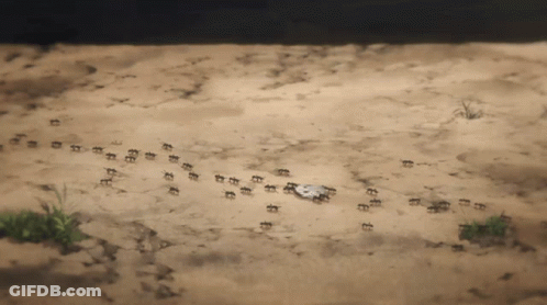 A Bunch Of Ants Are Walking In The Sand GIF
