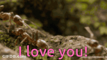 A Bunch Of Ants On A Rock With The Words I Love You In Pink GIF